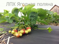 /album/fotogalereya-kimberli1/kimberli-2-jpg3/